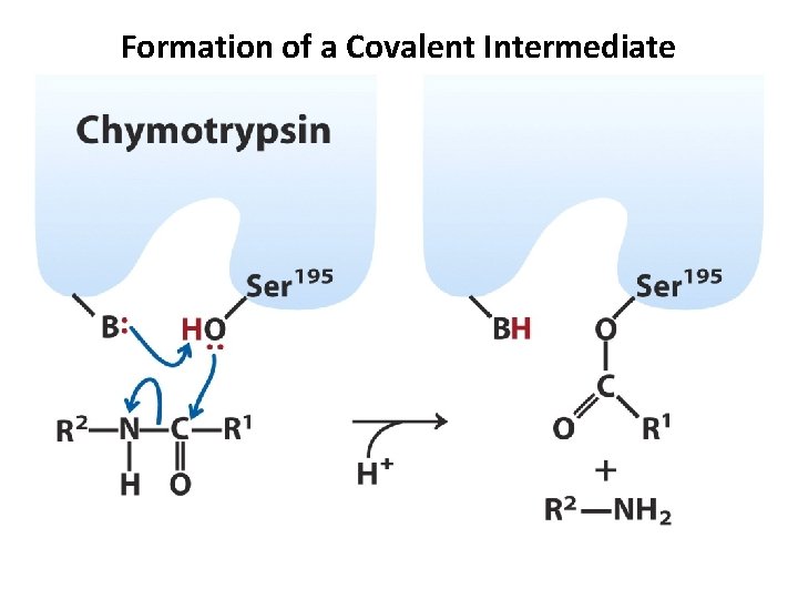 Formation of a Covalent Intermediate 
