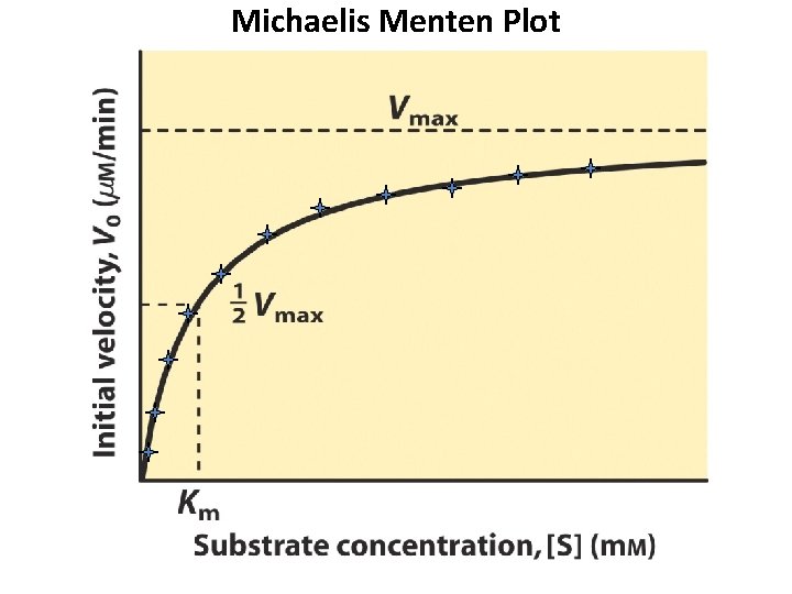 Michaelis Menten Plot 