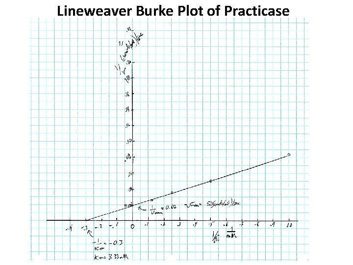 Lineweaver Burke Plot of Practicase 1/ 1 