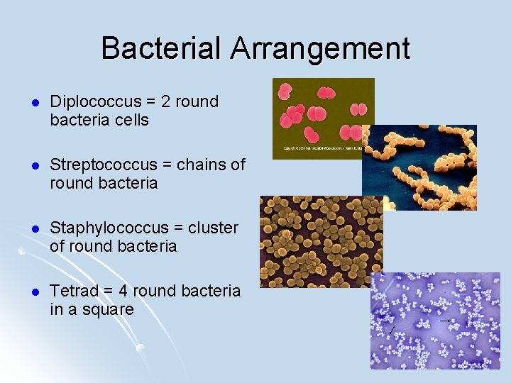 Bacterial Arrangement l Diplococcus = 2 round bacteria cells l Streptococcus = chains of