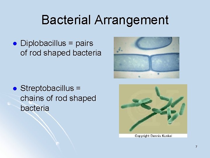 Bacterial Arrangement l Diplobacillus = pairs of rod shaped bacteria l Streptobacillus = chains