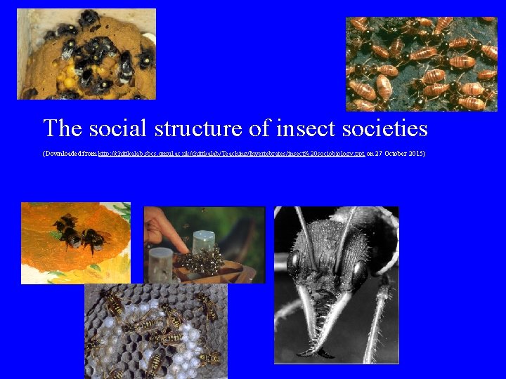 The social structure of insect societies (Downloaded from http: //chittkalab. sbcs. qmul. ac. uk/chittkalab/Teaching/Invertebrates/insect%20