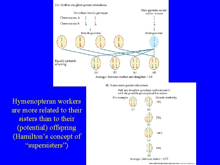 Hymenopteran workers are more related to their sisters than to their (potential) offspring (Hamilton’s