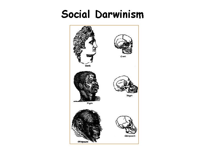 Social Darwinism 