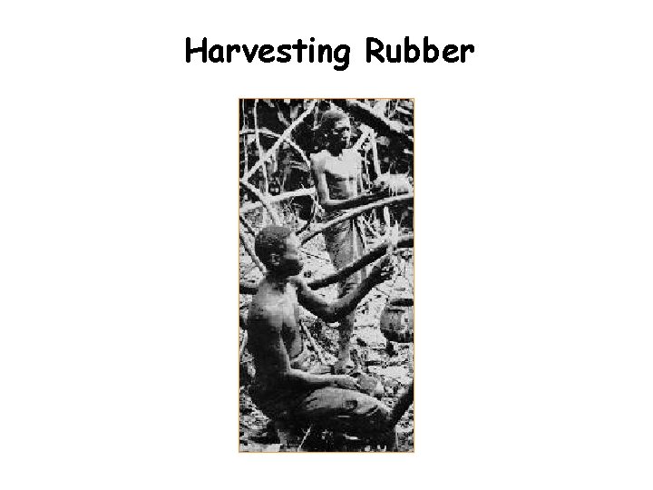 Harvesting Rubber 