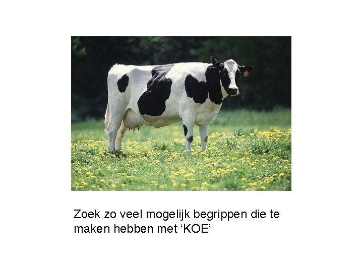 Zoek zo veel mogelijk begrippen die te maken hebben met ‘KOE’ 