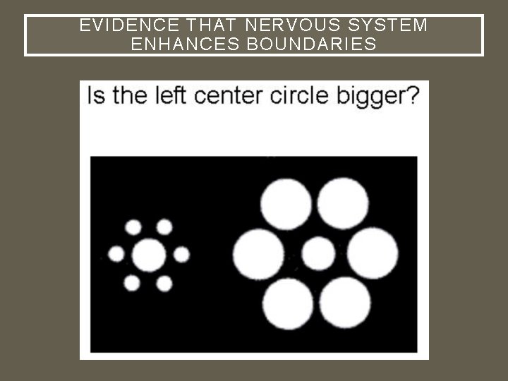 EVIDENCE THAT NERVOUS SYSTEM ENHANCES BOUNDARIES 