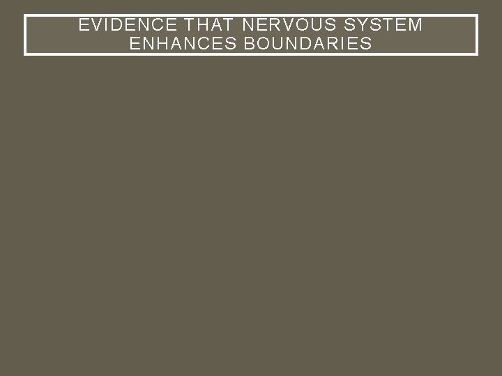 EVIDENCE THAT NERVOUS SYSTEM ENHANCES BOUNDARIES 