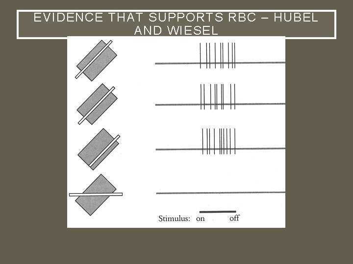 EVIDENCE THAT SUPPORTS RBC – HUBEL AND WIESEL 