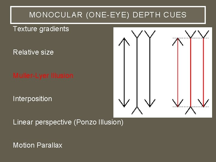 MONOCULAR (ONE-EYE) DEPTH CUES Texture gradients Relative size Muller-Lyer Illusion Interposition Linear perspective (Ponzo