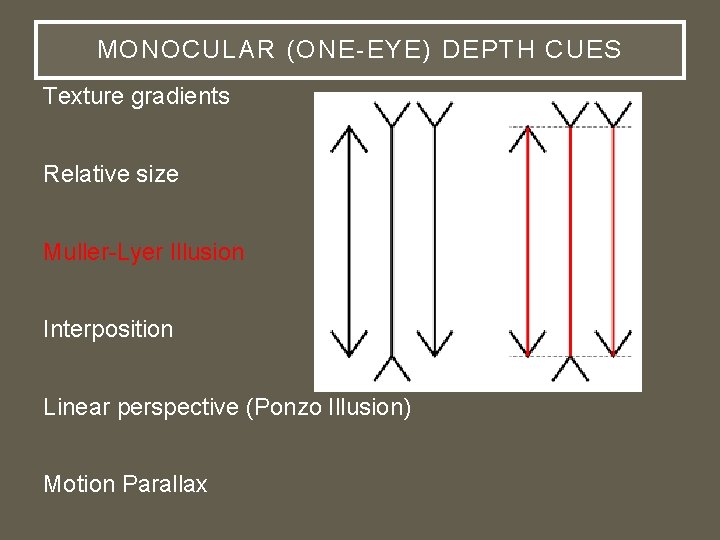 MONOCULAR (ONE-EYE) DEPTH CUES Texture gradients Relative size Muller-Lyer Illusion Interposition Linear perspective (Ponzo