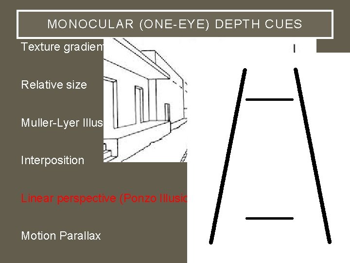 MONOCULAR (ONE-EYE) DEPTH CUES Texture gradients Relative size Muller-Lyer Illusion Interposition Linear perspective (Ponzo