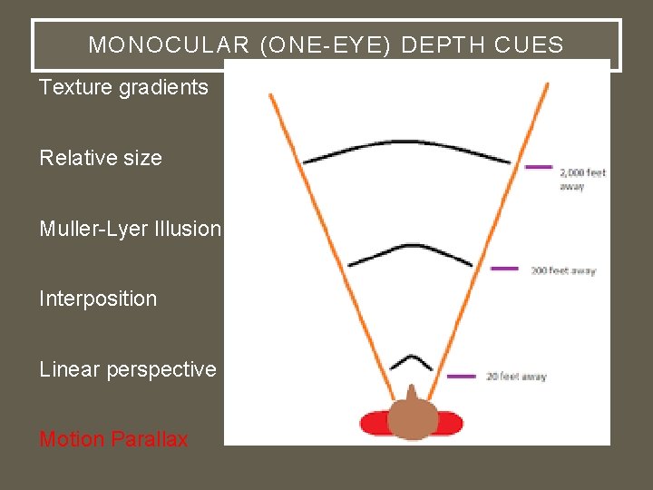 MONOCULAR (ONE-EYE) DEPTH CUES Texture gradients Relative size Muller-Lyer Illusion Interposition Linear perspective (Ponzo