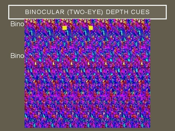 BINOCULAR (TWO-EYE) DEPTH CUES Binocular convergence • Finger sausage Binocular disparity (stereopsis) • 3