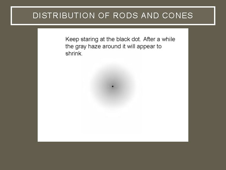 DISTRIBUTION OF RODS AND CONES 