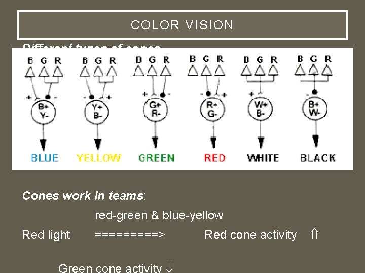 COLOR VISION Different types of cones respond to different wavelengths of light. Red light