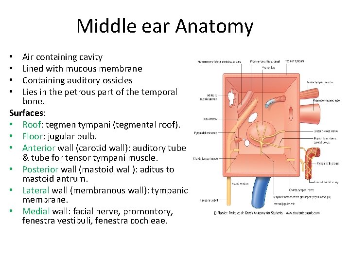 Middle ear Anatomy Air containing cavity Lined with mucous membrane Containing auditory ossicles Lies