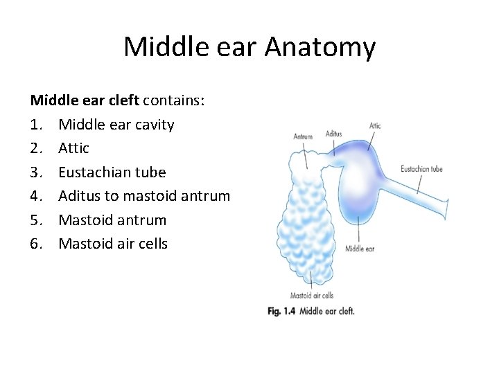 Middle ear Anatomy Middle ear cleft contains: 1. Middle ear cavity 2. Attic 3.