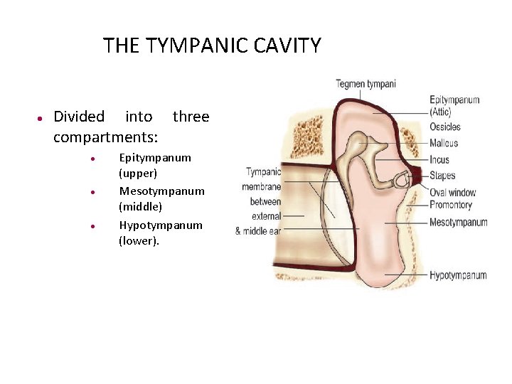THE TYMPANIC CAVITY Divided into three compartments: Epitympanum (upper) Mesotympanum (middle) Hypotympanum (lower). 