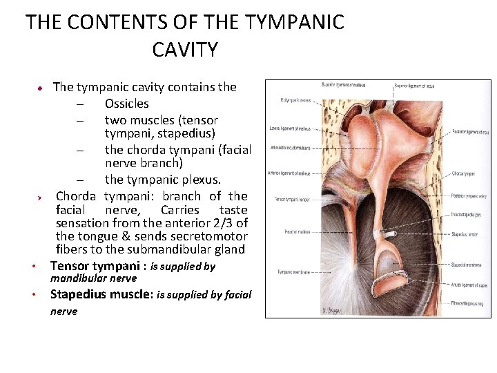 THE CONTENTS OF THE TYMPANIC CAVITY • The tympanic cavity contains the – Ossicles