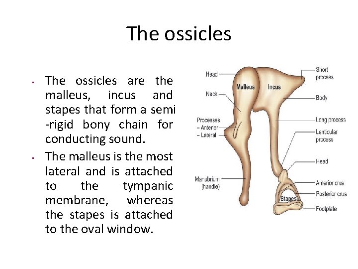 The ossicles • • The ossicles are the malleus, incus and stapes that form