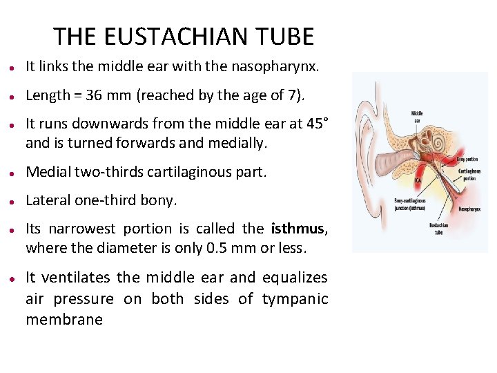 THE EUSTACHIAN TUBE It links the middle ear with the nasopharynx. Length = 36