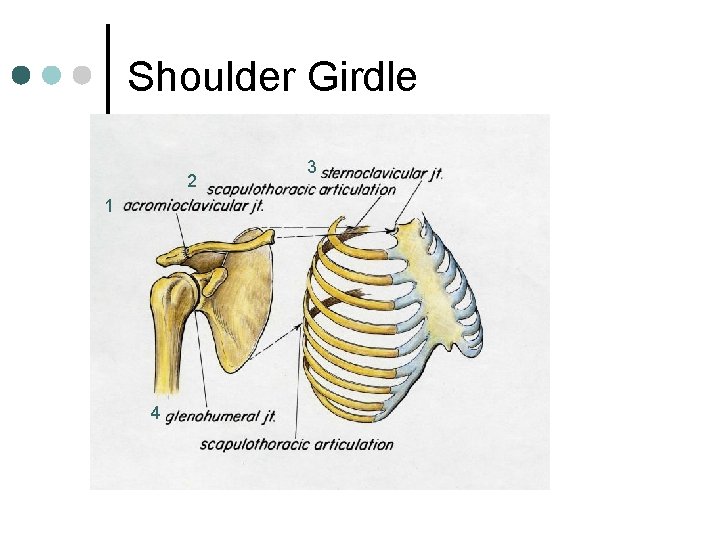 Shoulder Girdle 2 1 4 3 