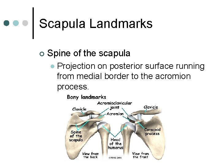 Scapula Landmarks ¢ Spine of the scapula l Projection on posterior surface running from