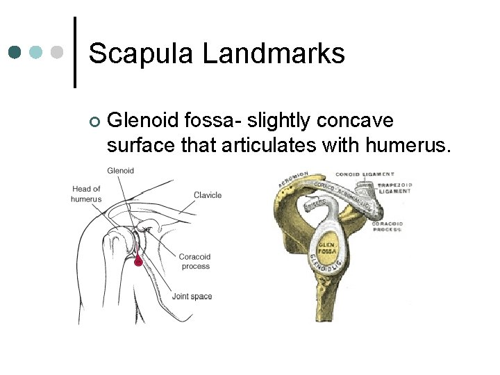 Scapula Landmarks ¢ Glenoid fossa- slightly concave surface that articulates with humerus. 