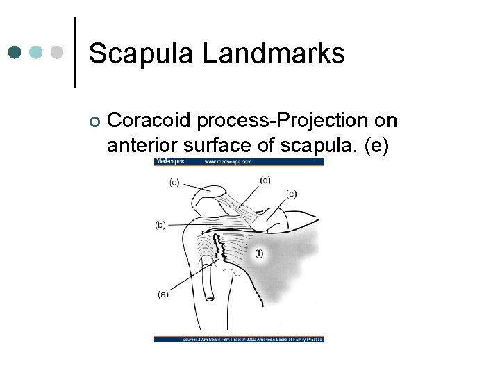 Scapula Landmarks ¢ Coracoid process-Projection on anterior surface of scapula. (e) 