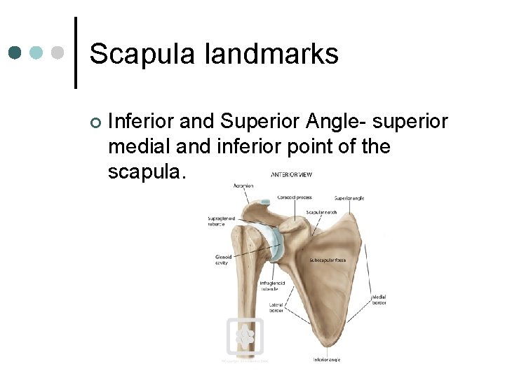 Scapula landmarks ¢ Inferior and Superior Angle- superior medial and inferior point of the