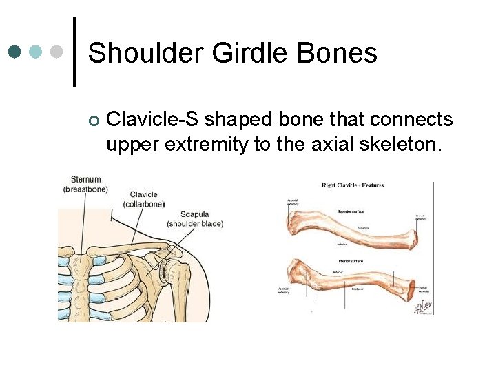 Shoulder Girdle Bones ¢ Clavicle-S shaped bone that connects upper extremity to the axial