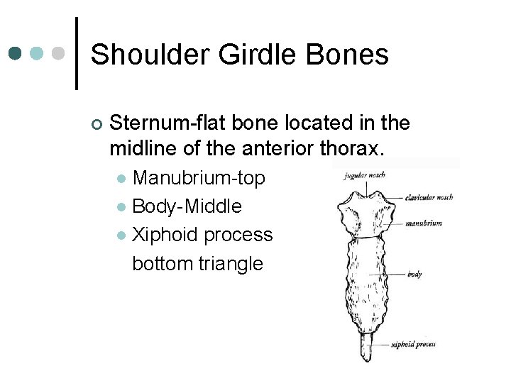 Shoulder Girdle Bones ¢ Sternum-flat bone located in the midline of the anterior thorax.