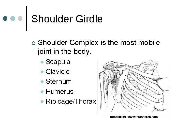 Shoulder Girdle ¢ Shoulder Complex is the most mobile joint in the body. Scapula