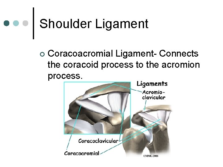 Shoulder Ligament ¢ Coracoacromial Ligament- Connects the coracoid process to the acromion process. 