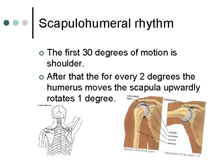 Scapulohumeral rhythm The first 30 degrees of motion is shoulder. ¢ After that the