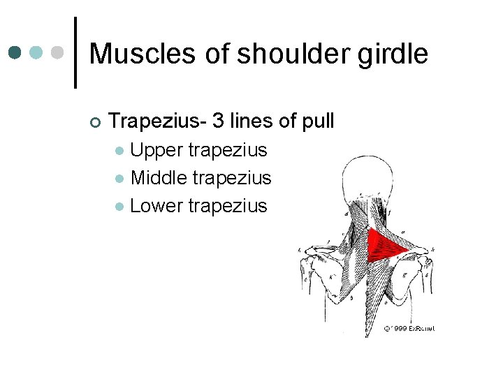 Muscles of shoulder girdle ¢ Trapezius- 3 lines of pull Upper trapezius l Middle