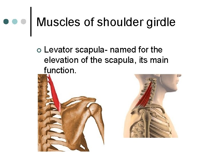 Muscles of shoulder girdle ¢ Levator scapula- named for the elevation of the scapula,