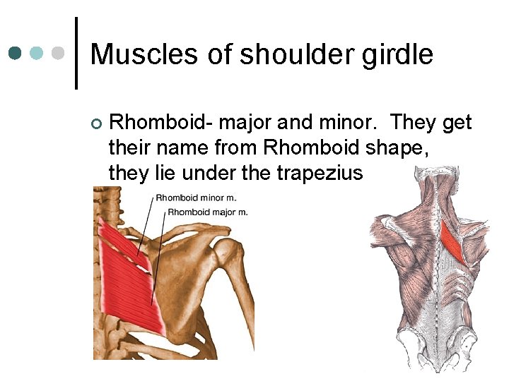 Muscles of shoulder girdle ¢ Rhomboid- major and minor. They get their name from