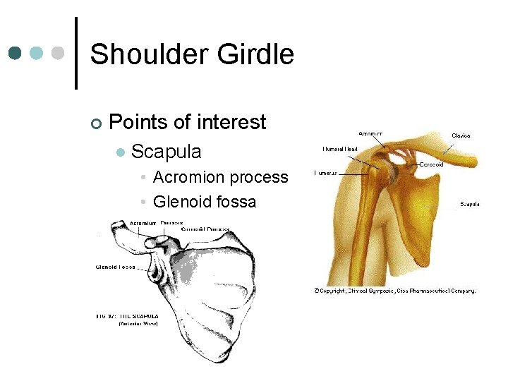 Shoulder Girdle ¢ Points of interest l Scapula • Acromion process • Glenoid fossa