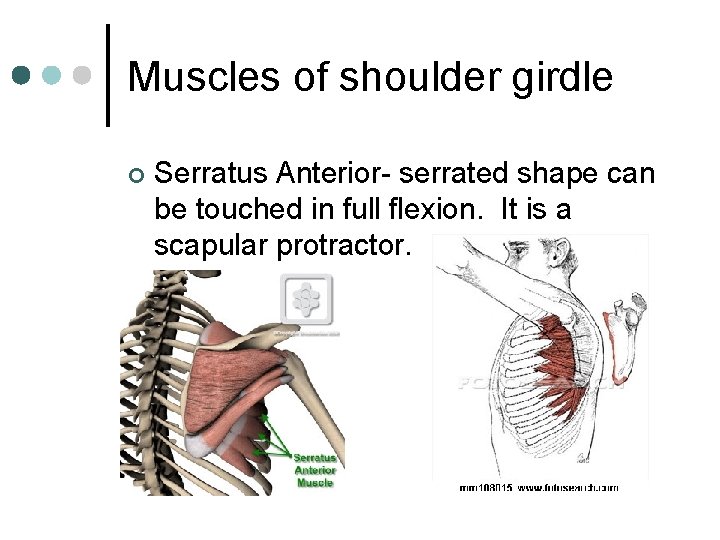 Muscles of shoulder girdle ¢ Serratus Anterior- serrated shape can be touched in full