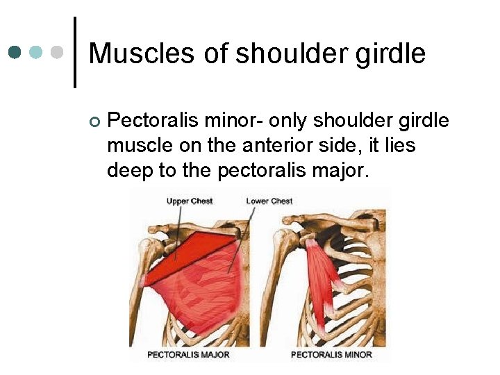 Muscles of shoulder girdle ¢ Pectoralis minor- only shoulder girdle muscle on the anterior