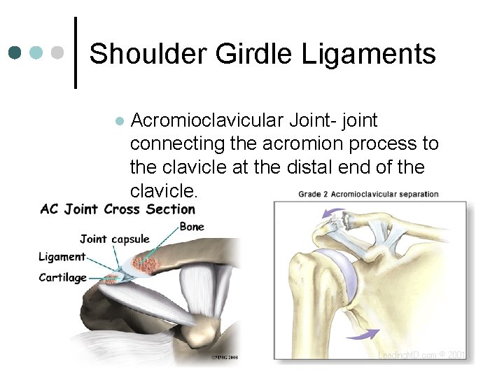 Shoulder Girdle Ligaments l Acromioclavicular Joint- joint connecting the acromion process to the clavicle