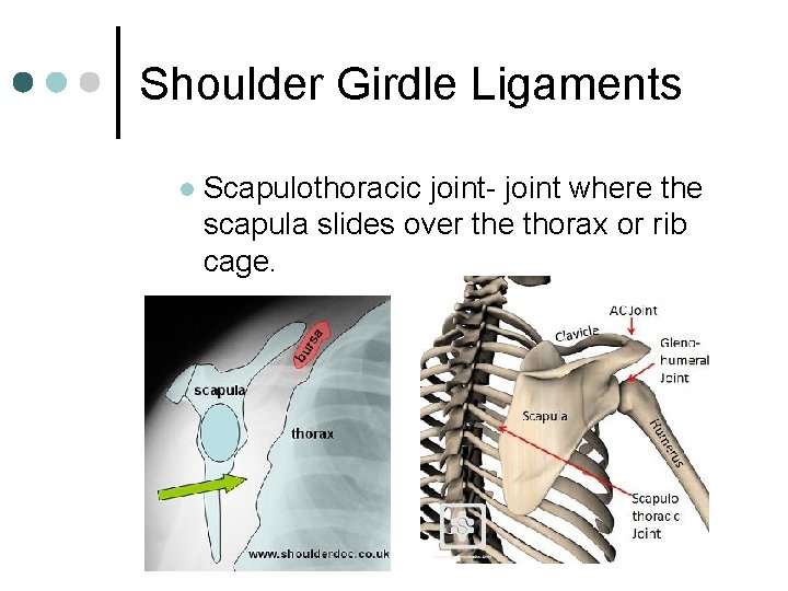 Shoulder Girdle Ligaments l Scapulothoracic joint- joint where the scapula slides over the thorax