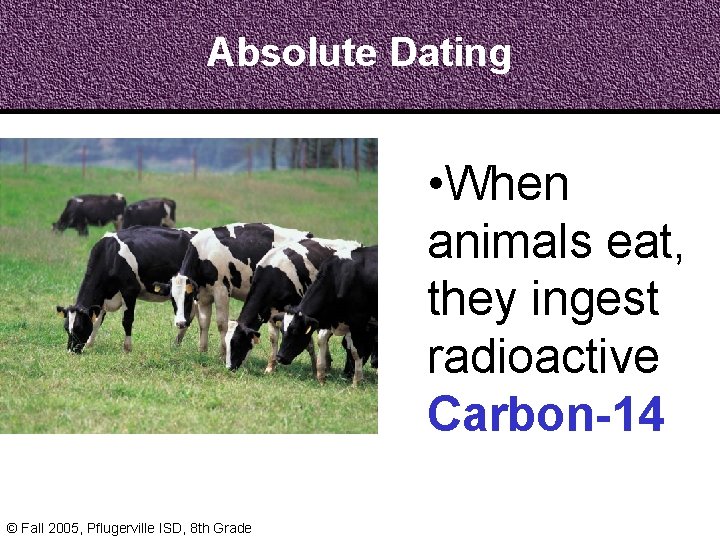Absolute Dating • When animals eat, they ingest radioactive Carbon-14 © Fall 2005, Pflugerville