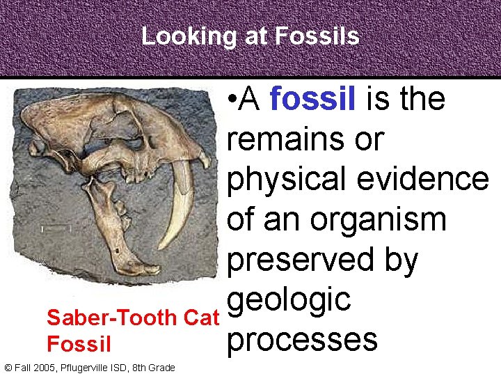 Looking at Fossils • A fossil is the remains or physical evidence of an