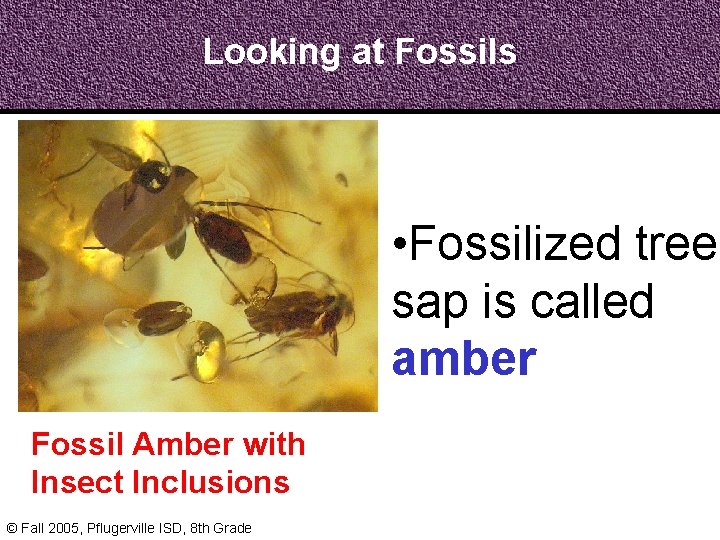 Looking at Fossils • Fossilized tree sap is called amber Fossil Amber with Insect