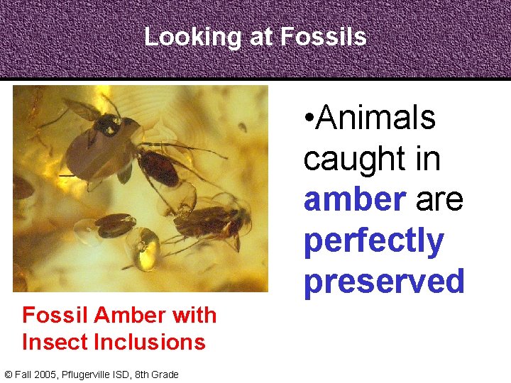Looking at Fossils • Animals caught in amber are perfectly preserved Fossil Amber with