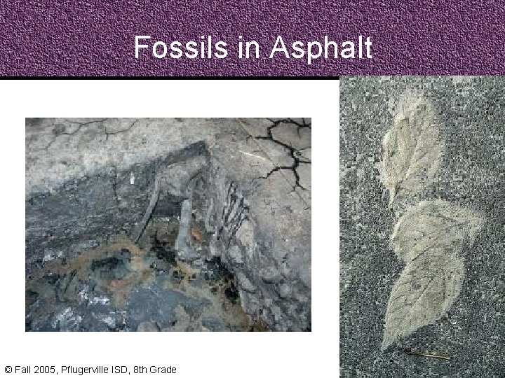 Fossils in Asphalt © Fall 2005, Pflugerville ISD, 8 th Grade 
