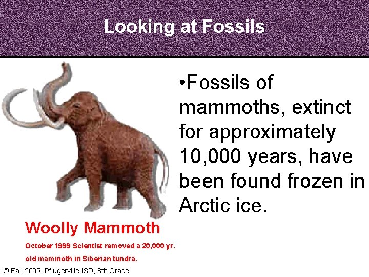 Looking at Fossils • Fossils of mammoths, extinct for approximately 10, 000 years, have